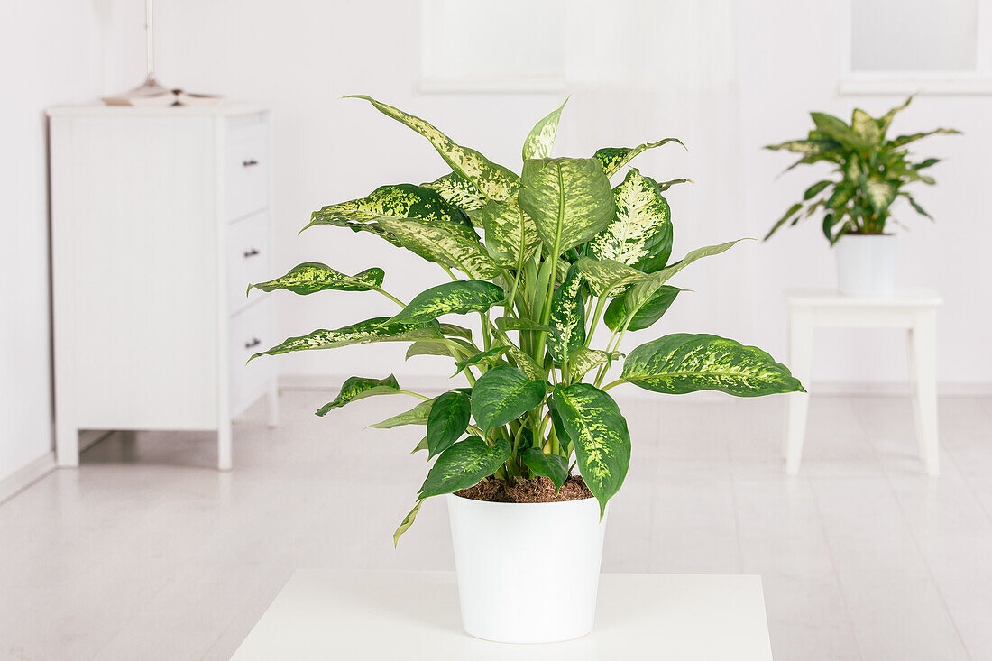 Dieffenbachia seguine