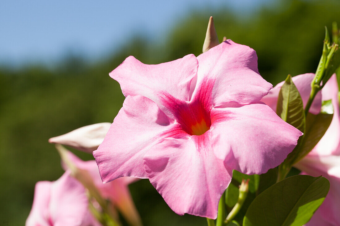 Mandevilla sanderi, pink