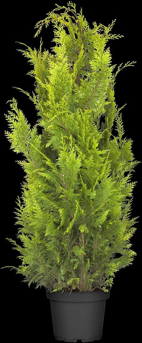 Chamaecyparis lawsoniana 'Ivonne'