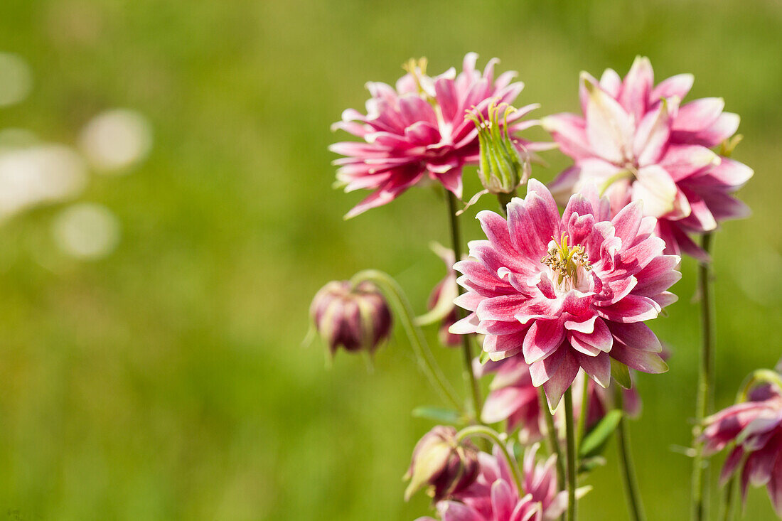 Aquilegia vulgaris 'Nora Barlow'