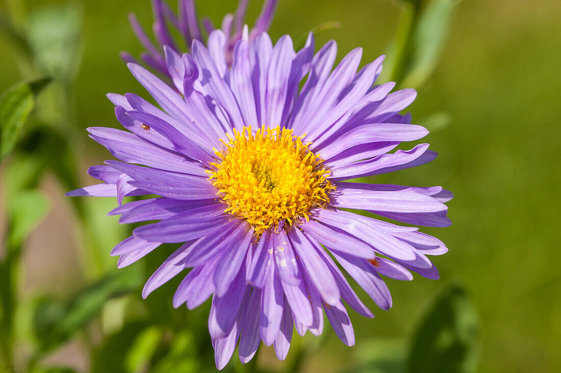 Aster alpinus 'Dark Beauty