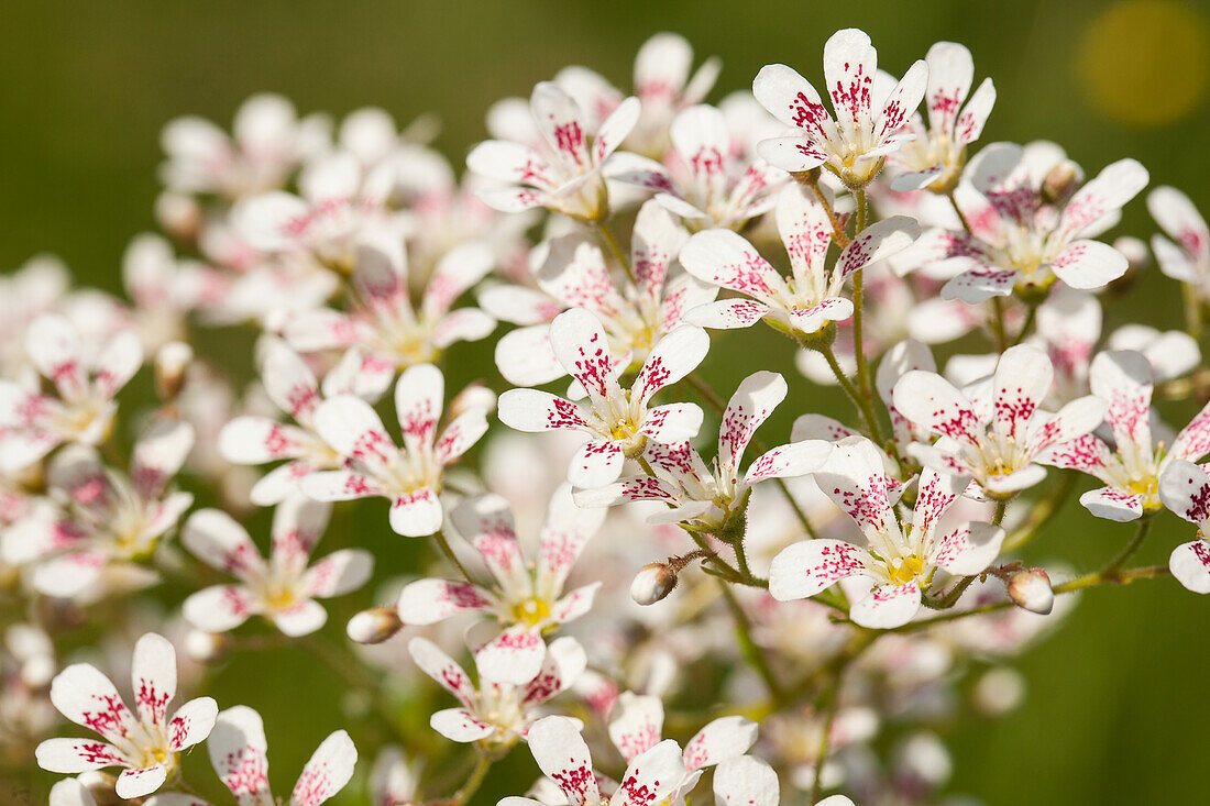 Saxifraga cotyledon Southside Seedling