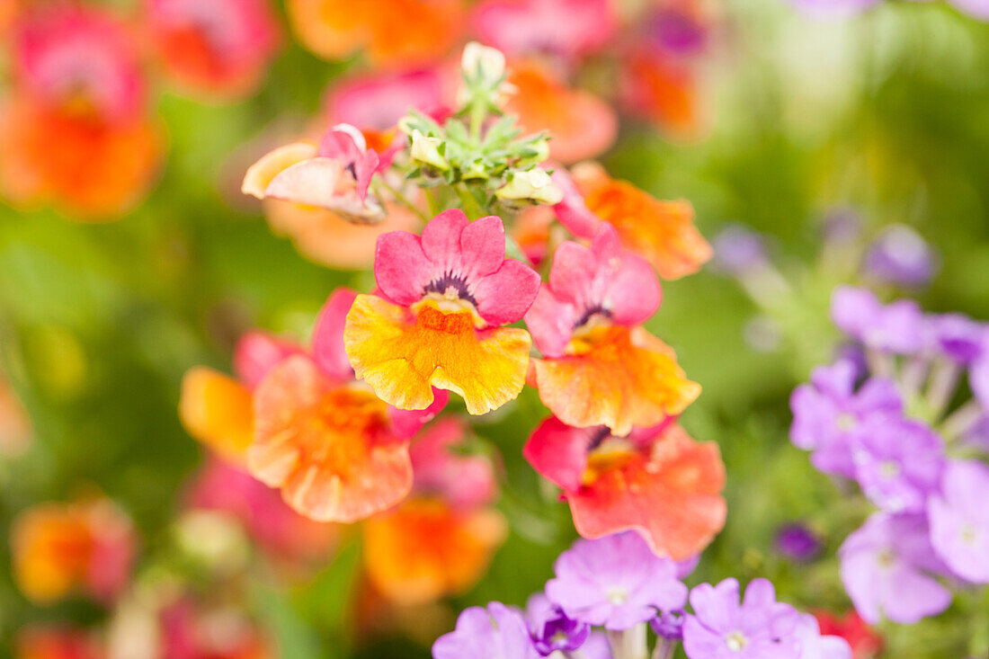 Nemesia