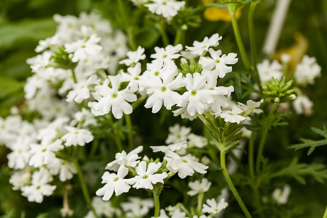 Verbena