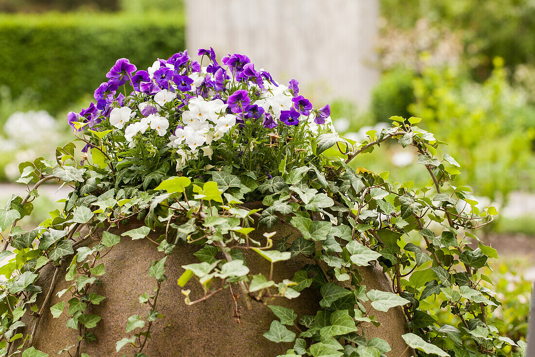 Viola cornuta