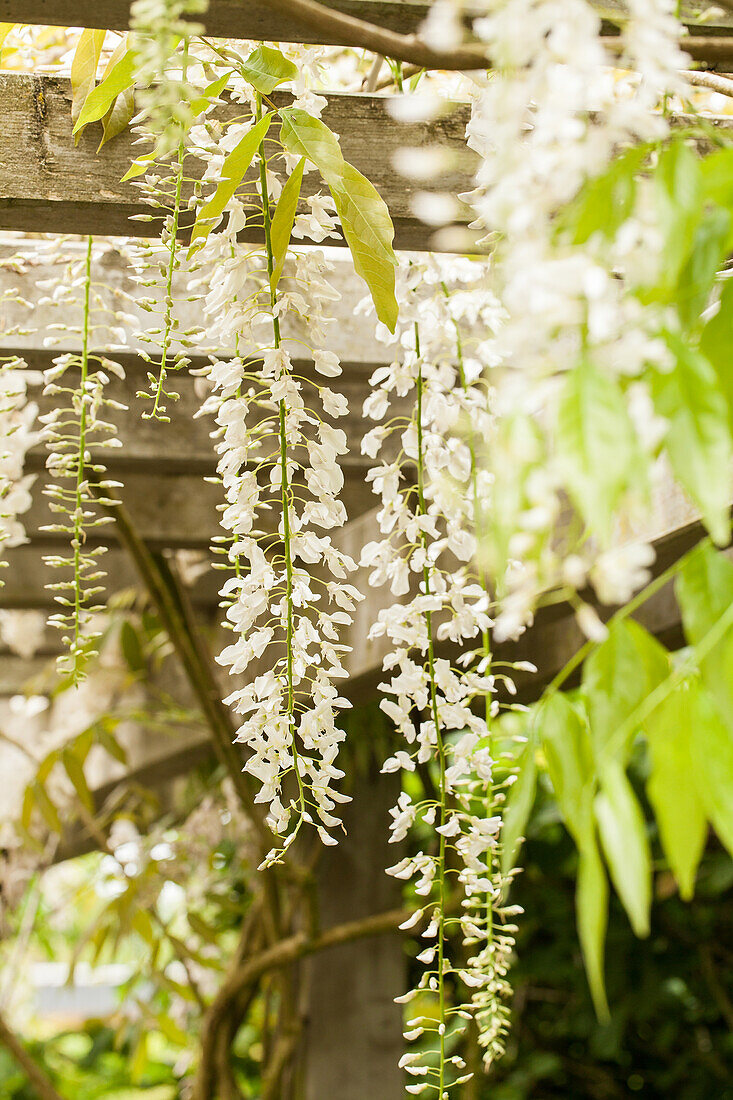 Wisteria sinensis 'Alba'