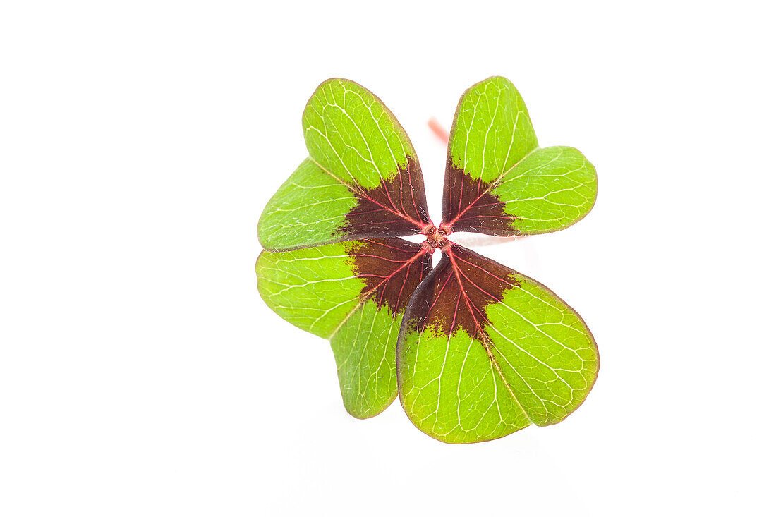 Oxalis deppei