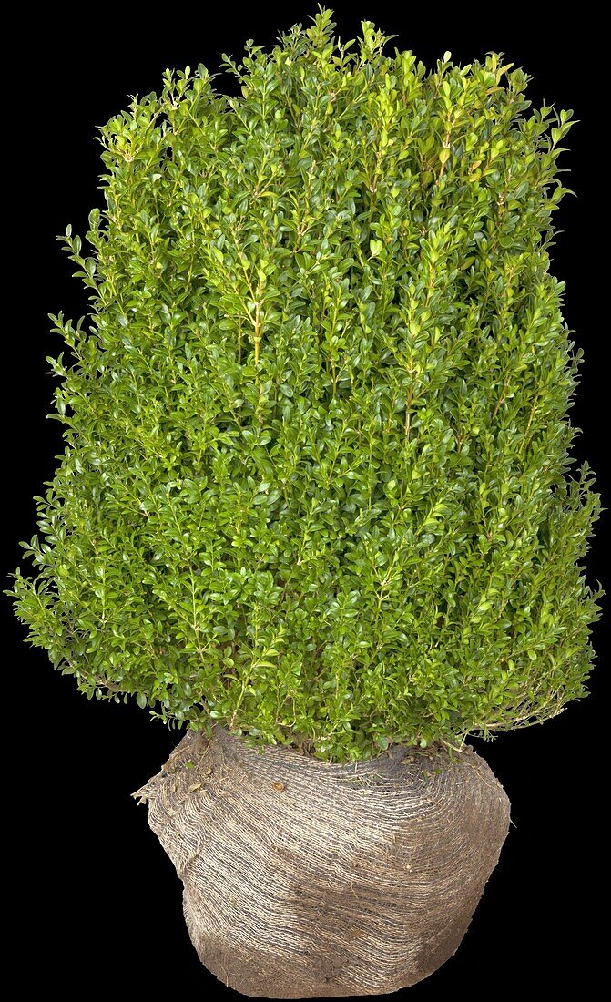 Buxus sempervirens