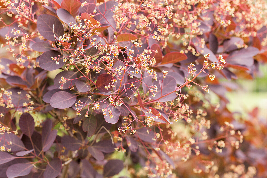 Cotinus coggygria 'Royal Purple'