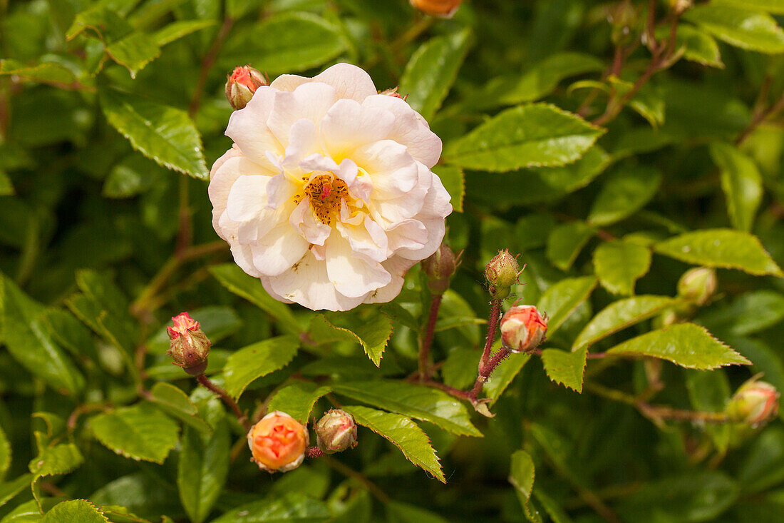 Rosa 'Ghislaine de Feligonde'