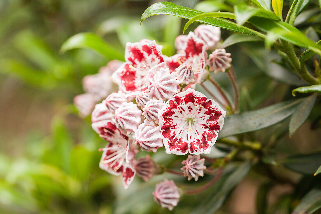 Kalmia latifolia 'Sterntaler' (Star-gazer)