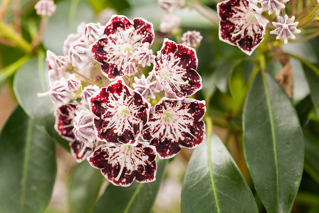 Kalmia latifolia 'Sterntaler