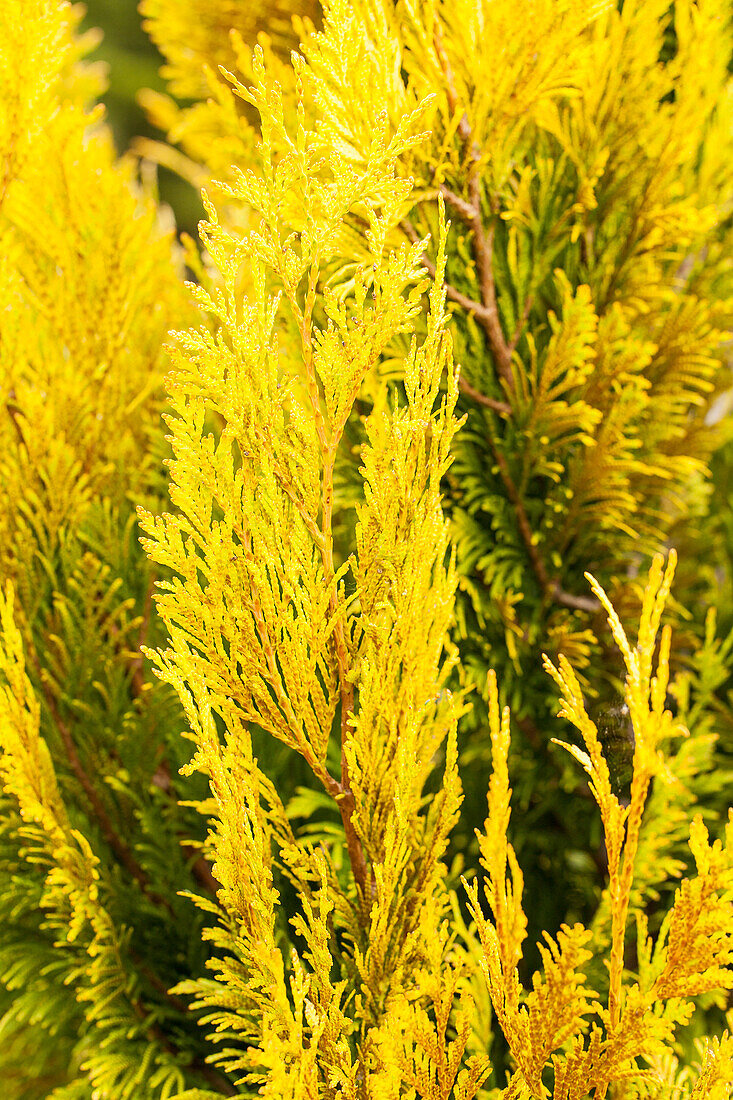 Thuja plicata '4ever' GOLDY®(s)