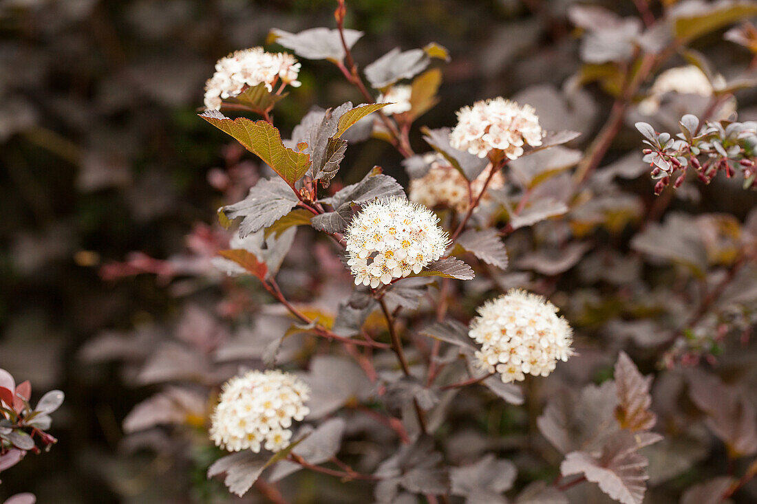 Physocarpus opulifolius 'Diabolo'®