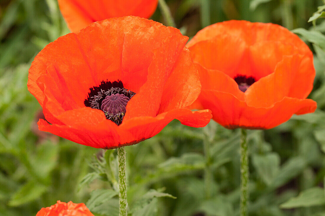 Papaver orientale, rot