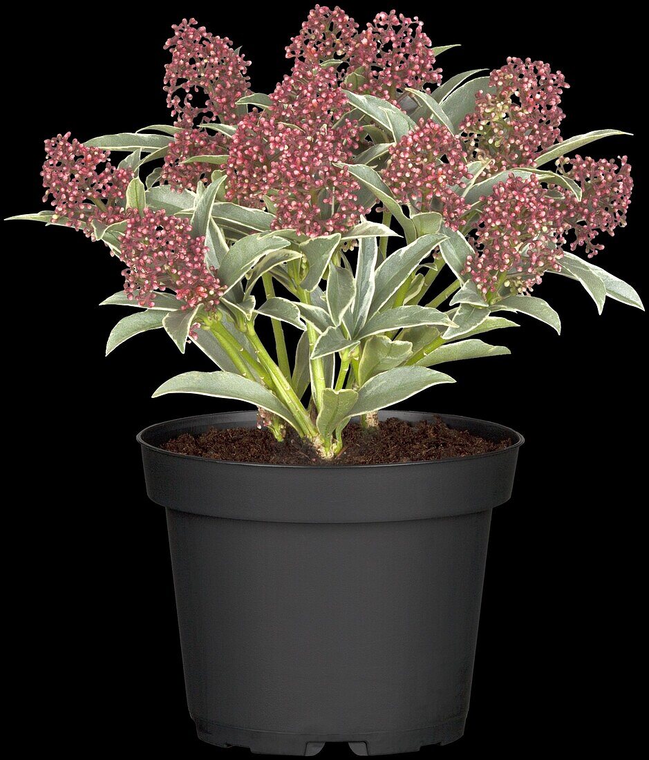 Skimmia japonica 'Magic Marlot'(s)