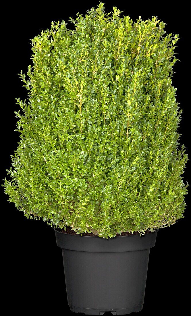 Buxus sempervirens