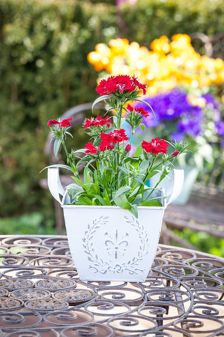 Dianthus barbatus, red