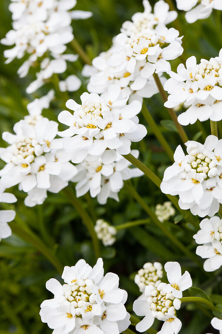 Iberis sempervirens 'Snowflake