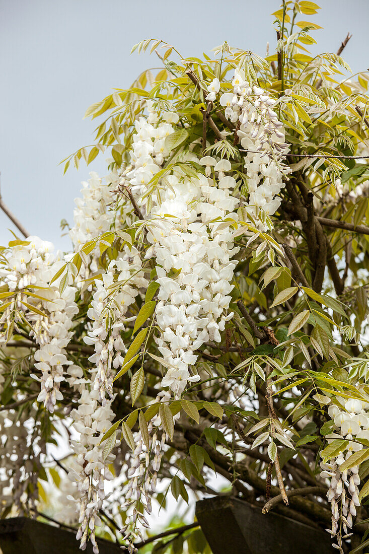 Wisteria sinensis 'Alba'