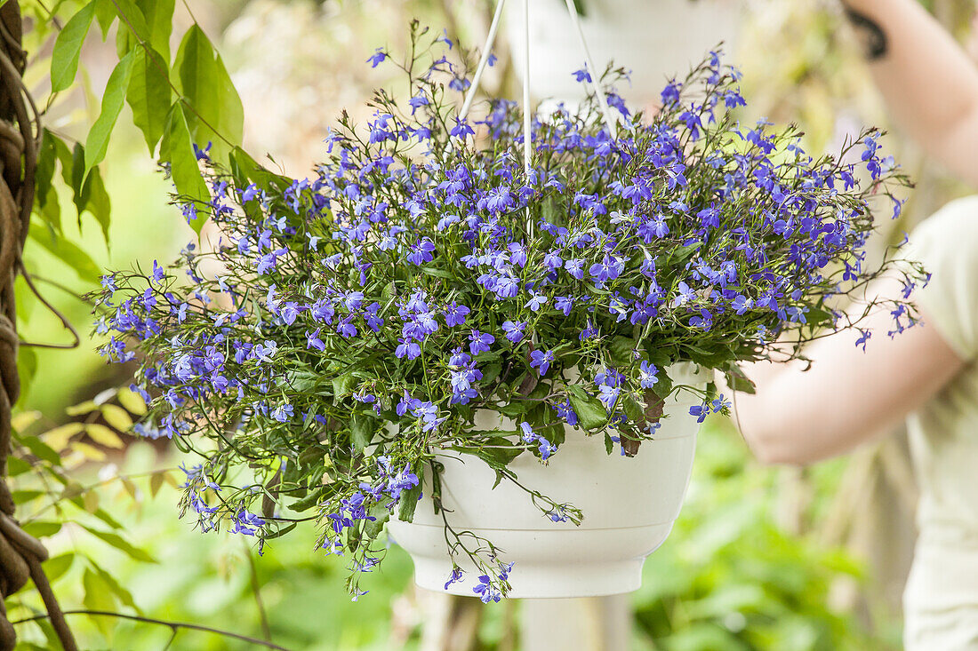 Lobelia erinus, blue