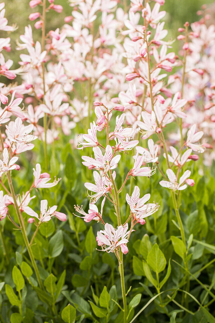 Gaura lindheimeri, pink