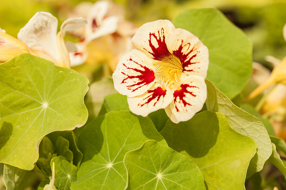 Tropaeolum minus