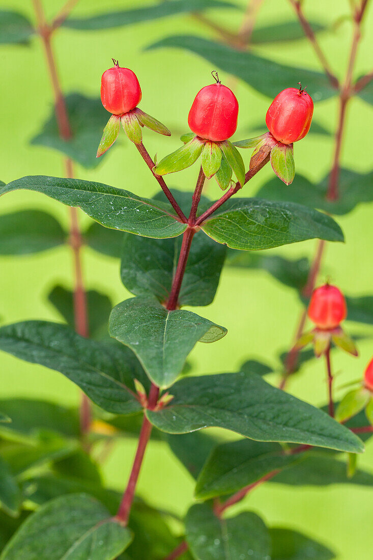 Hypericum inodorum