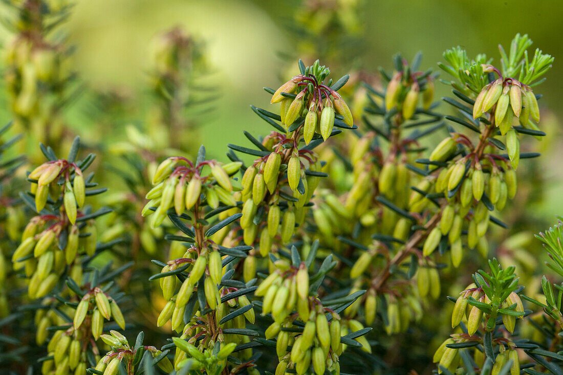 Ericaceae
