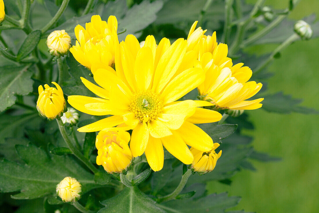 Chrysanthemum indicum, yellow