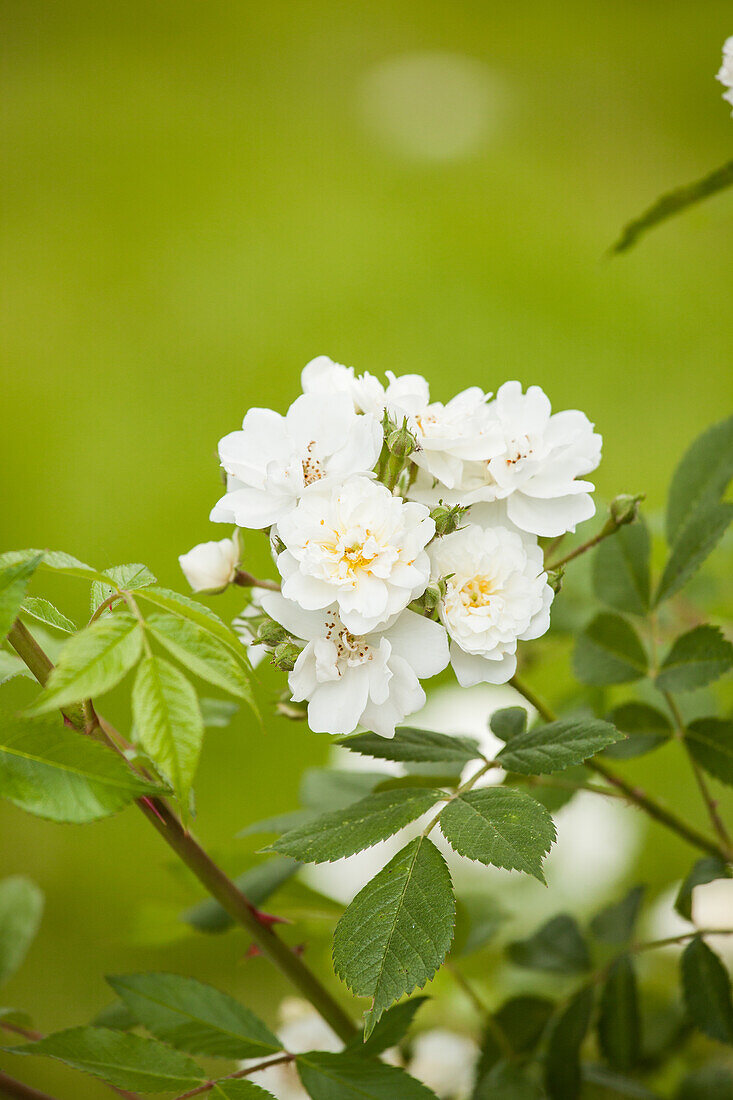 Climbing rose, white