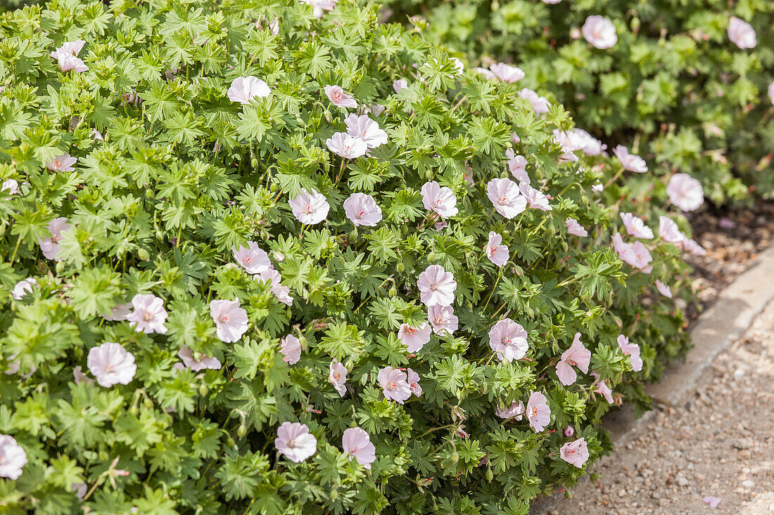 Geranium sanguineum 'Apple Blossom