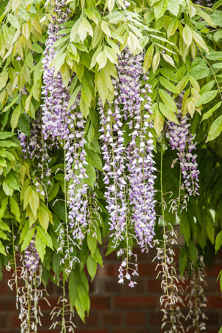 Wisteria sinensis, blue