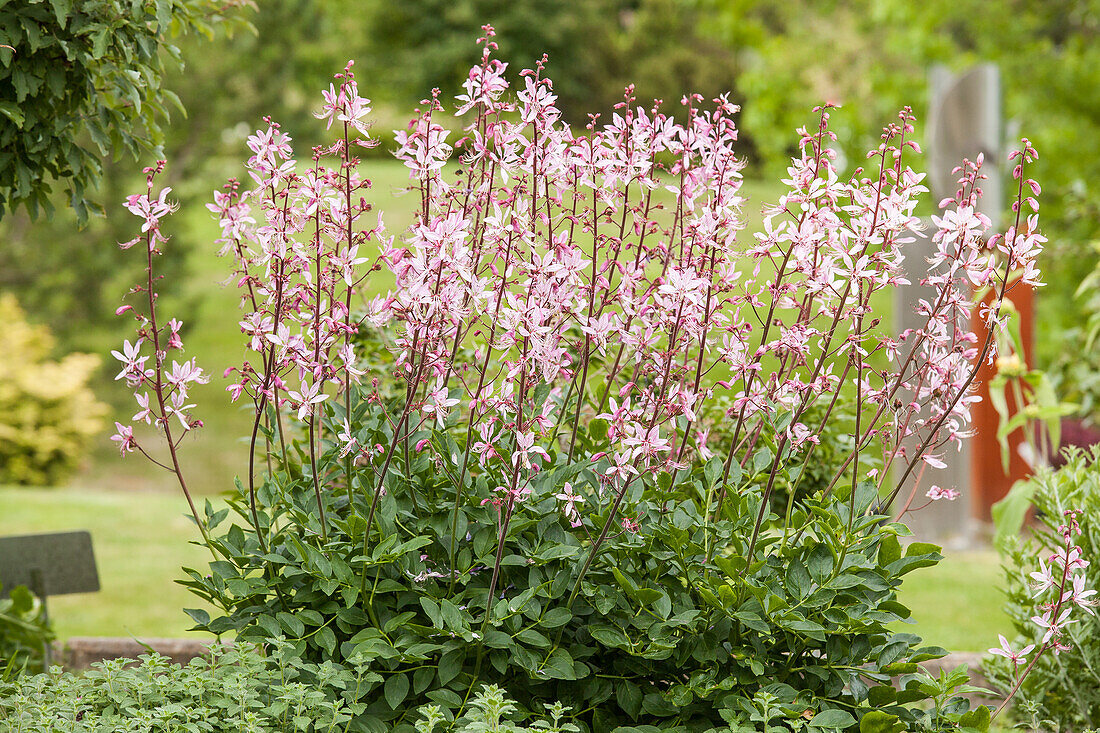 Gaura lindheimeri, rosa