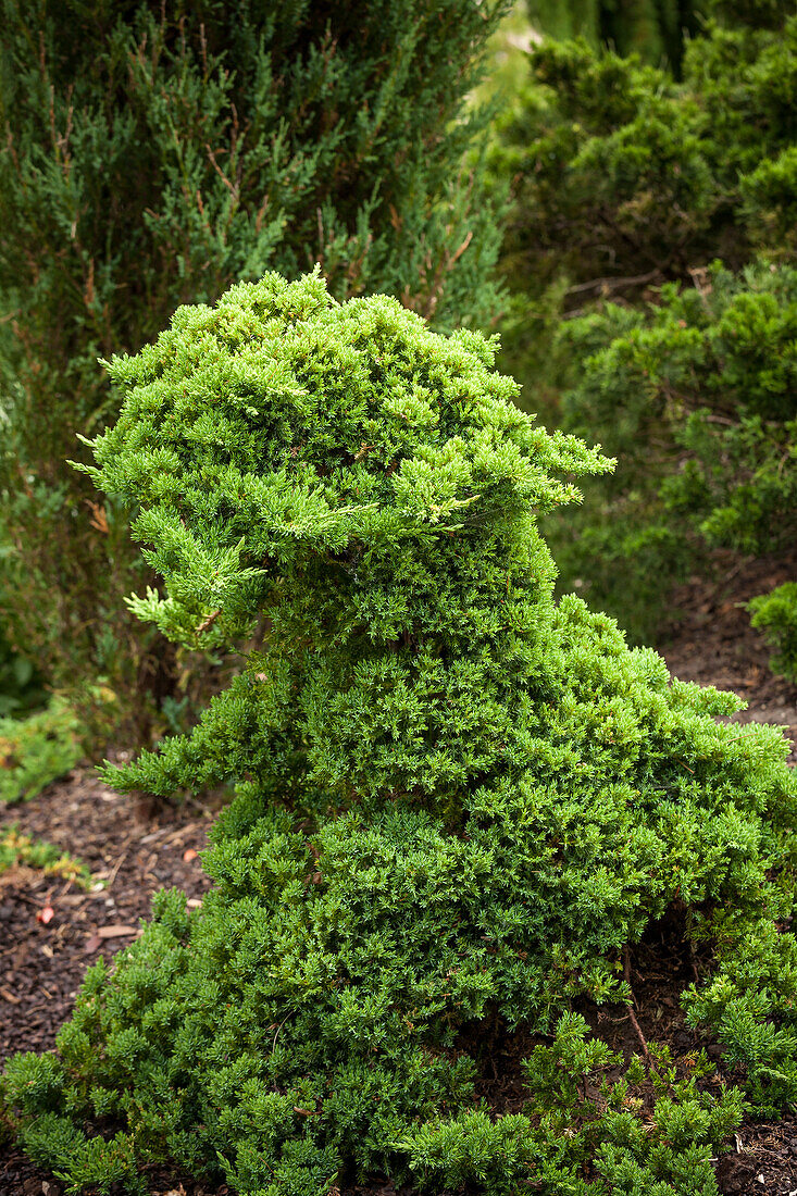 Juniperus procumbens 'Nana