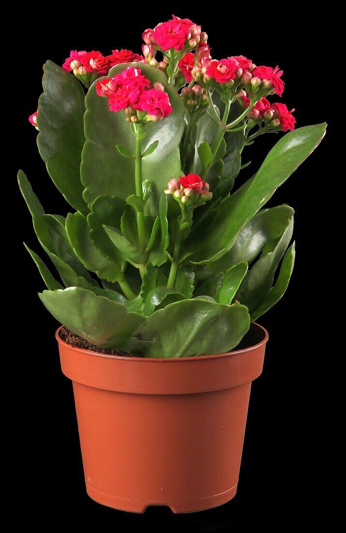 Kalanchoe blossfeldiana