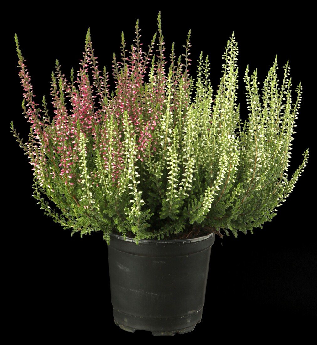 Calluna vulgaris