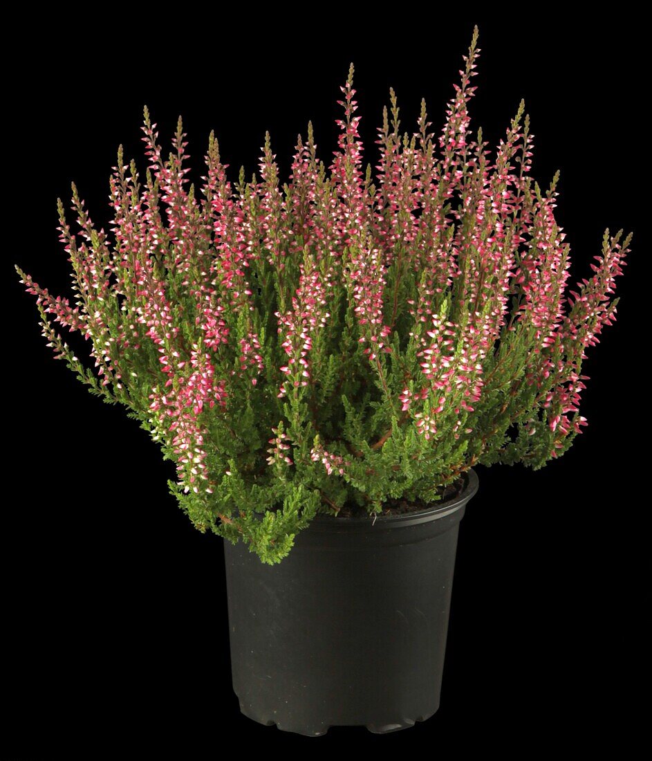 Calluna vulgaris