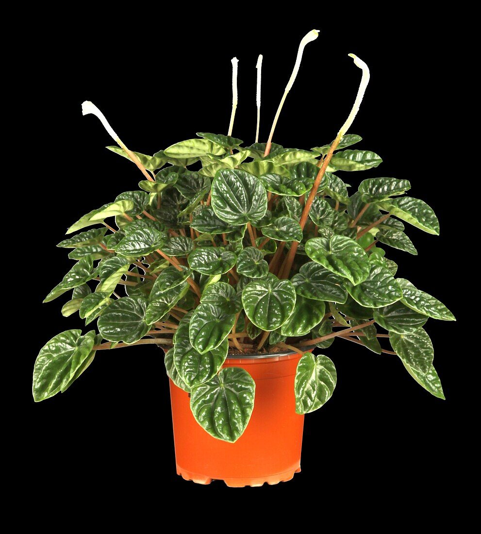 Peperomia Exclusiva