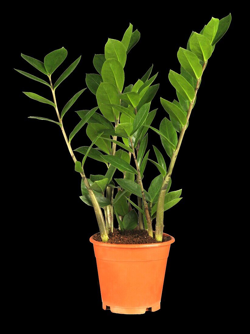 Zamioculcas zamiifolia