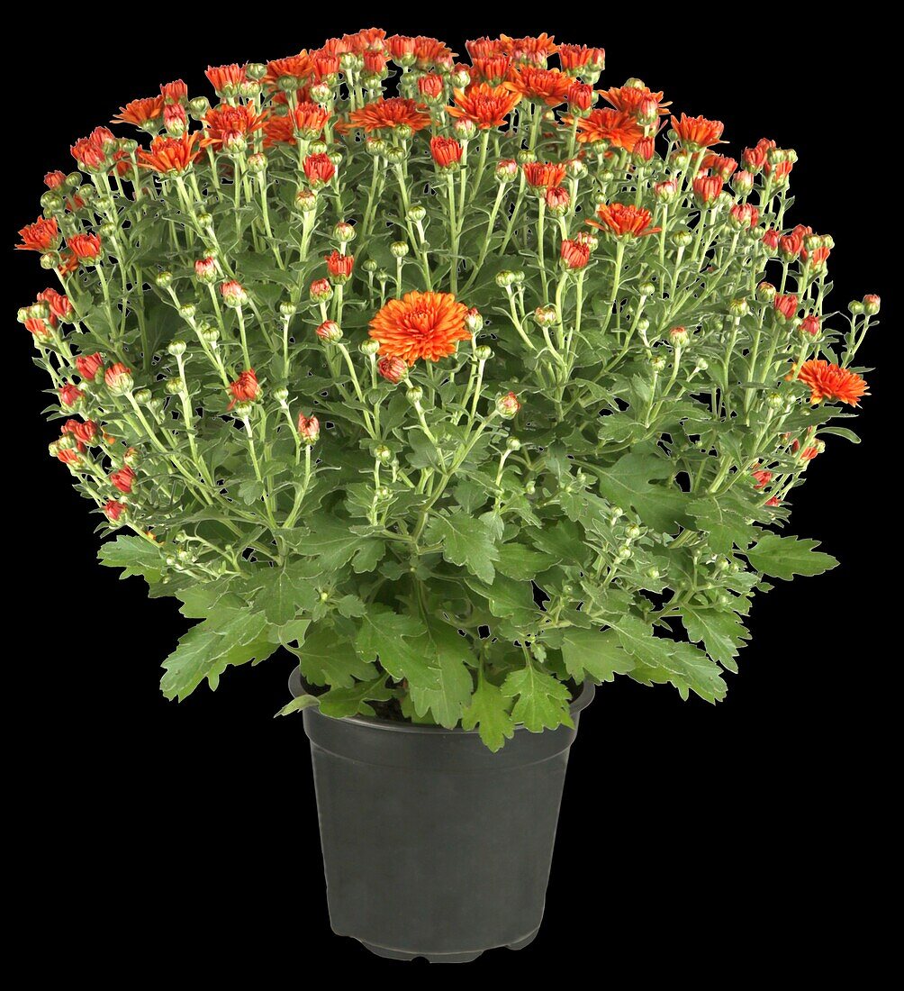 Chrysanthemum indicum
