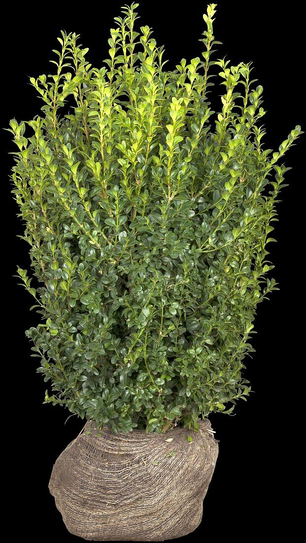 Buxus sempervirens