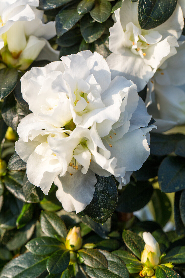 Rhododendron simsii