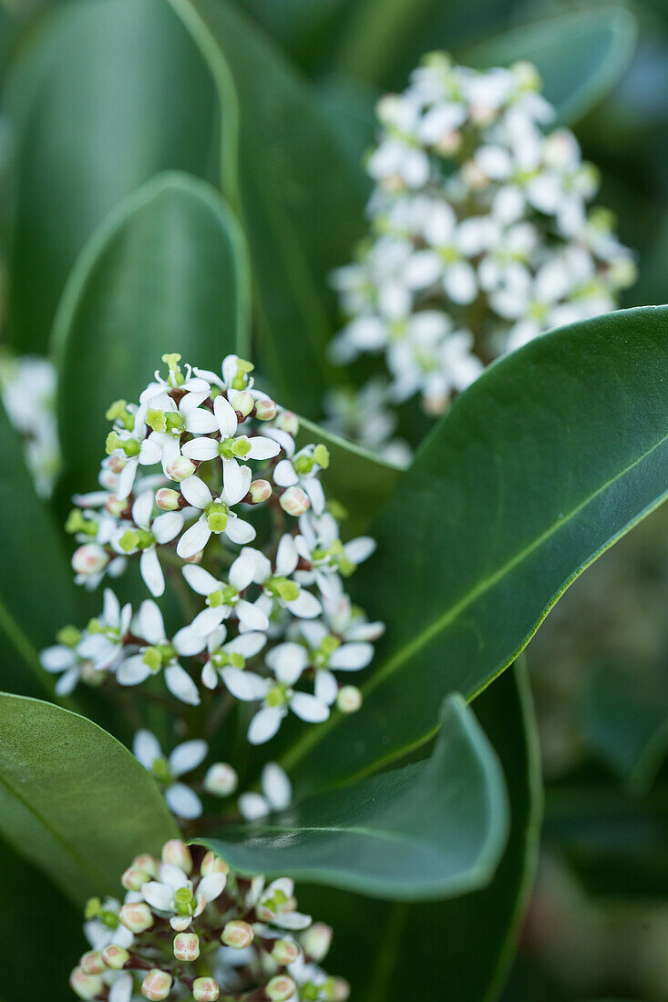 Skimmia japonica