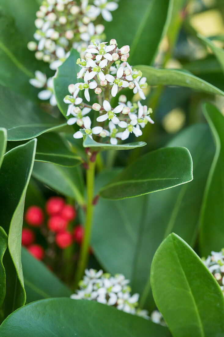 Skimmia japonica