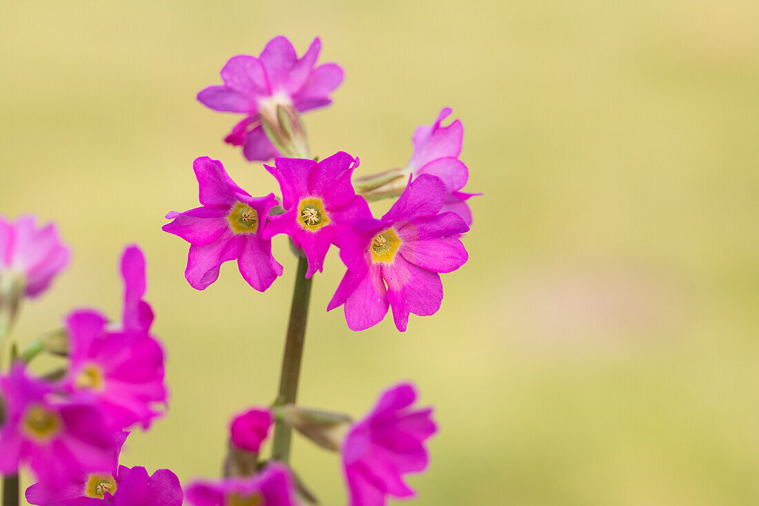 Primula veris