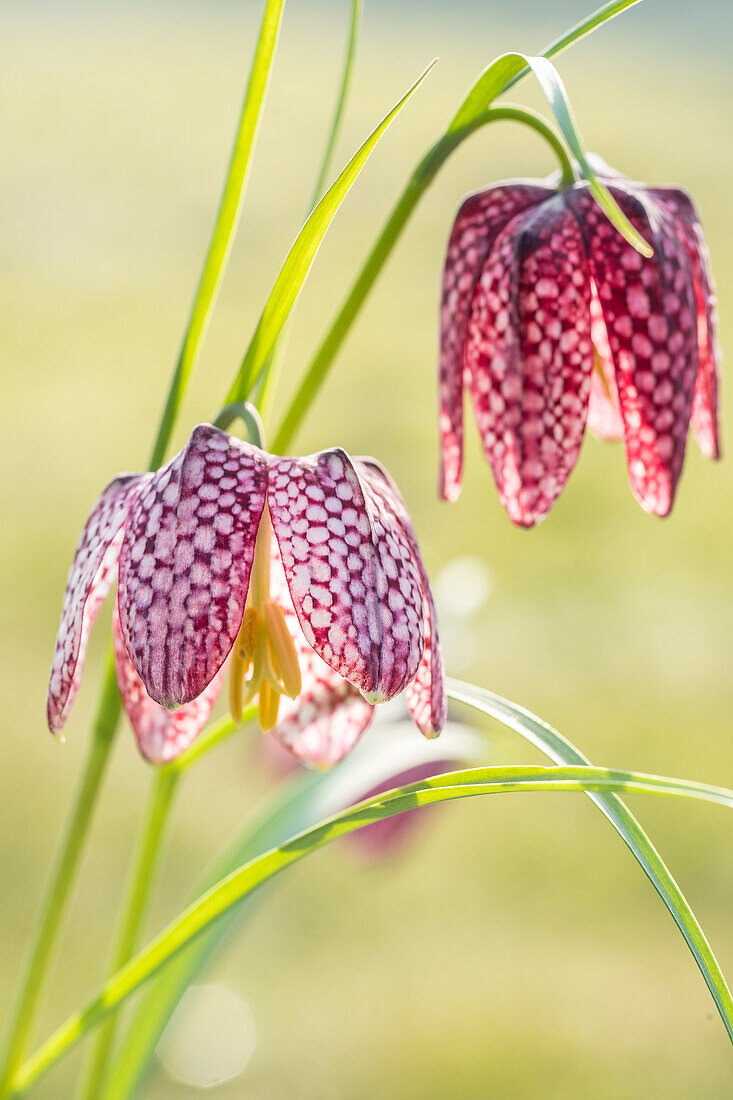 Fritillaria meleagris