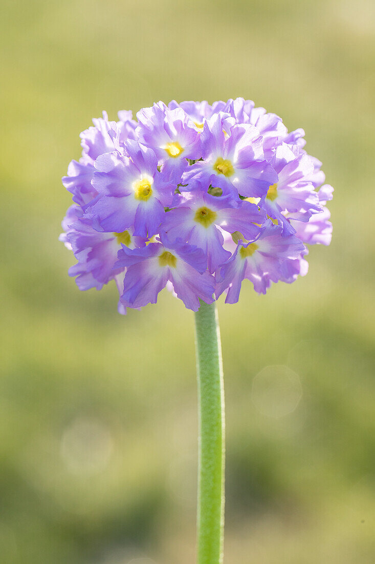 Primula denticulata