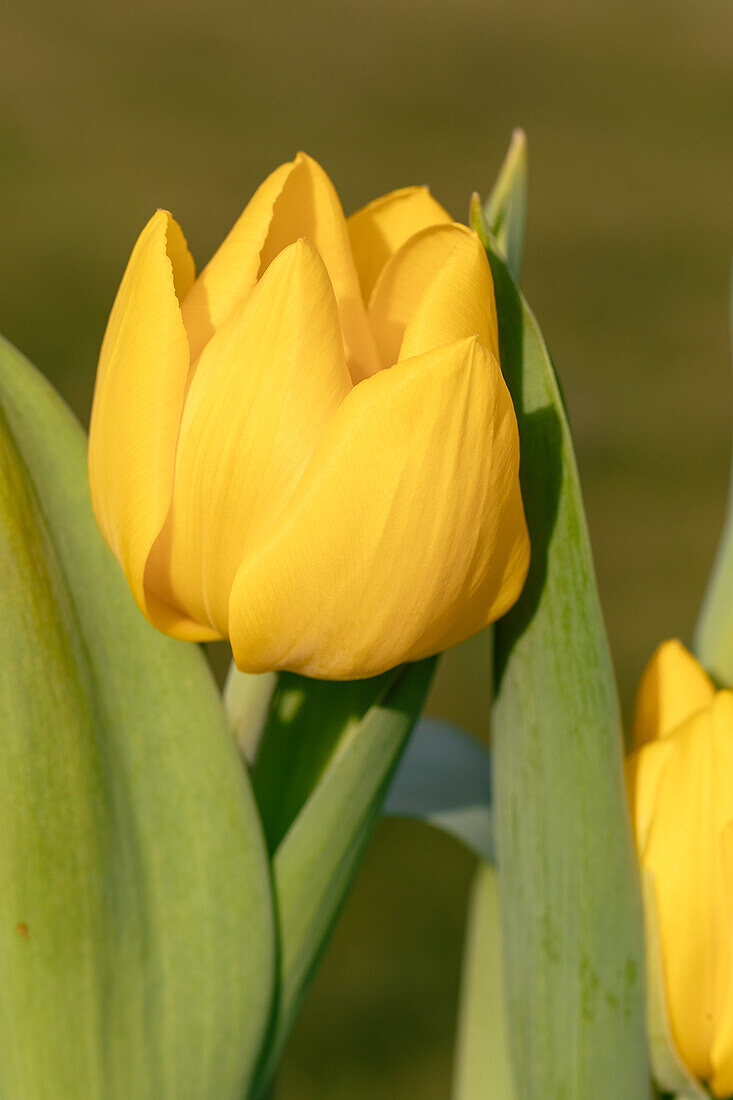 Tulipa 'Yellow Baby