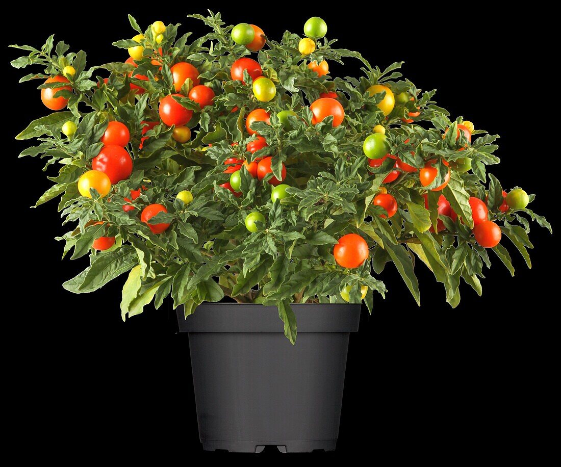 Solanum pseudocapsicum